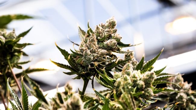 outdoor cannabis